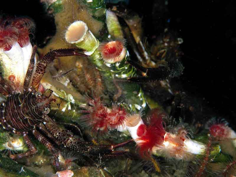 A tube worm Serpula vermicularis.