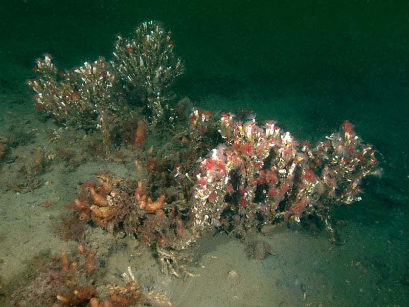 A colony of Serpula vermicularis forming a small reef, Loch Creran, an SAC on the west coast of Scotland.