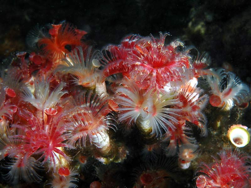 Serpula vermicularis colony at Loch Creran, an SAC on the west coast of Scotland.