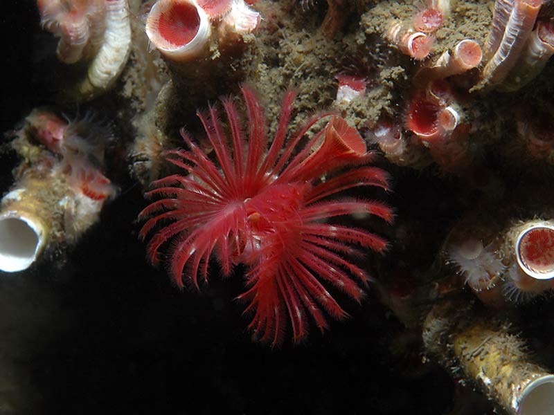 Serpula vermicularis colony at Loch Creran, an SAC on the west coast of Scotland.