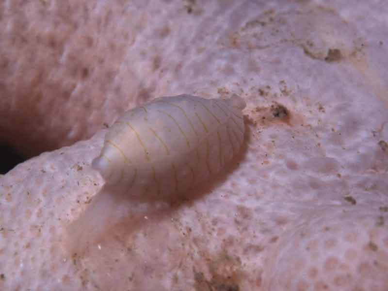 Image: The carnivorous snail Simnia patula.