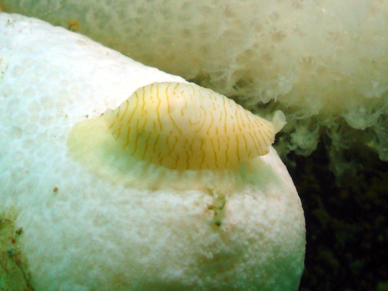 Simnia patula on its prey - close up view.