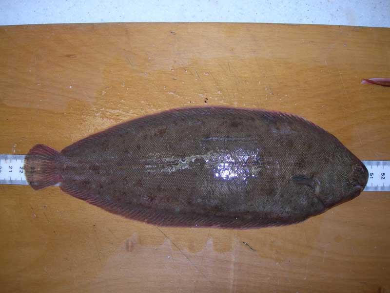 Image: Freshly caught specimen of Solea solea.