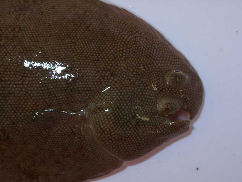 Dorsal view of head of Solea solea.