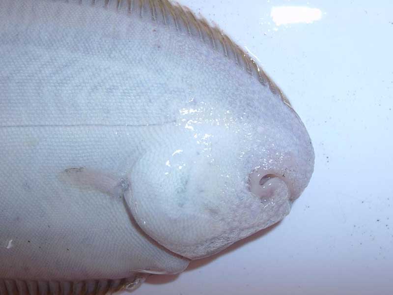 Image: Ventral view of head of Solea solea.