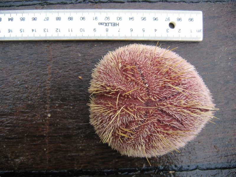 Dorsal view of Spatangus purpureus.