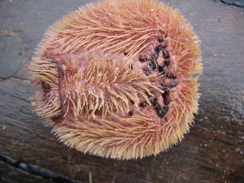 Ventral view of Spatangus purpureus.