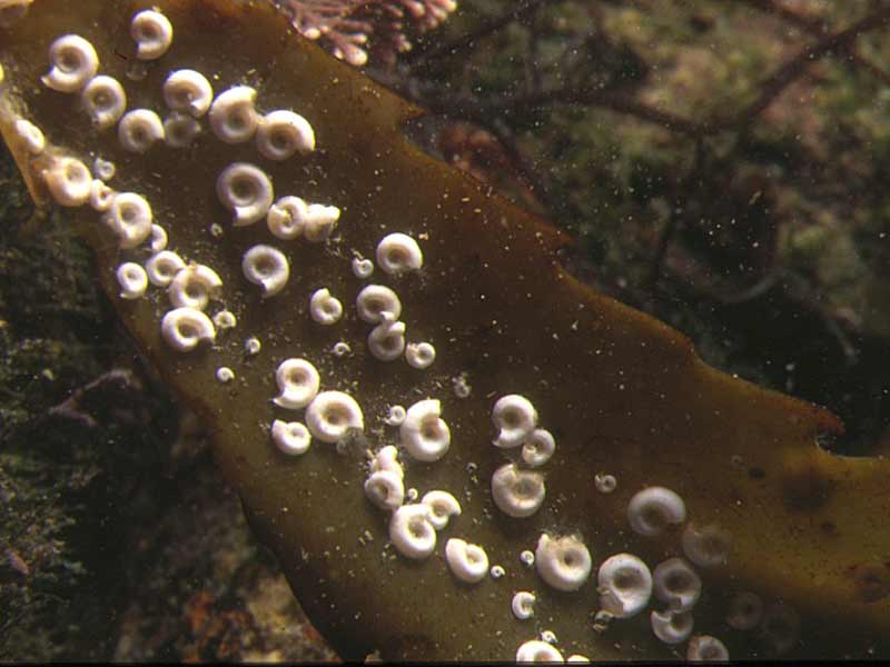 Group of individuals on seaweed.