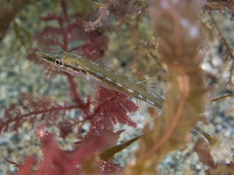 The fifteen-spined stickleback Spinachia spinachia.