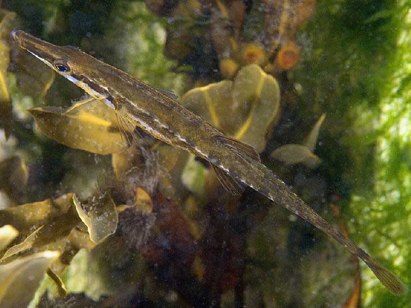 Dorsal view of the fifteen-spined stickleback Spinachia spinachia.