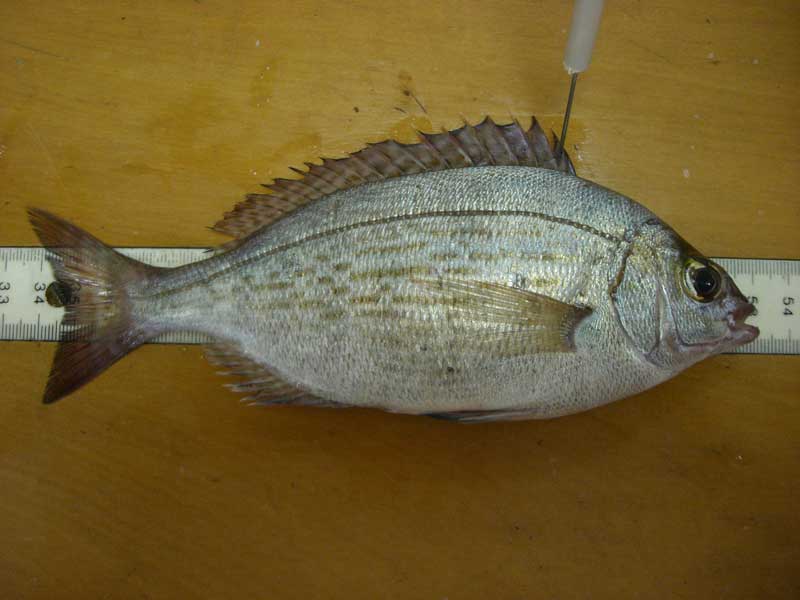 Image: Freshly caught adult Spondyliosoma cantharus.