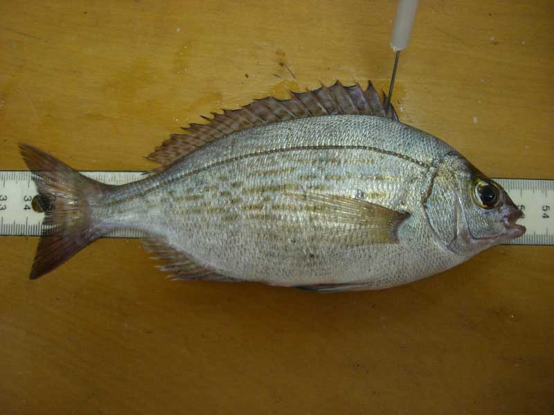 Freshly caught adult Spondyliosoma cantharus.