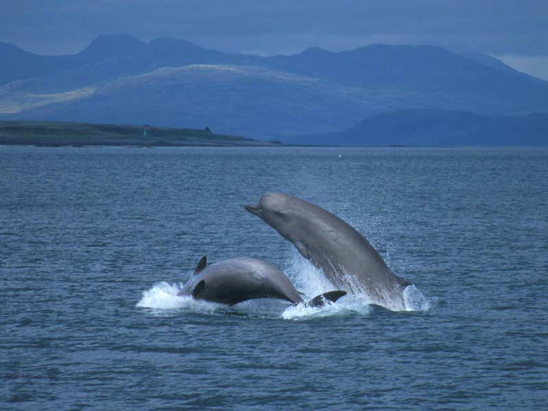 A pair of breaching Northern bottlenose whales, showing their underside and left side.