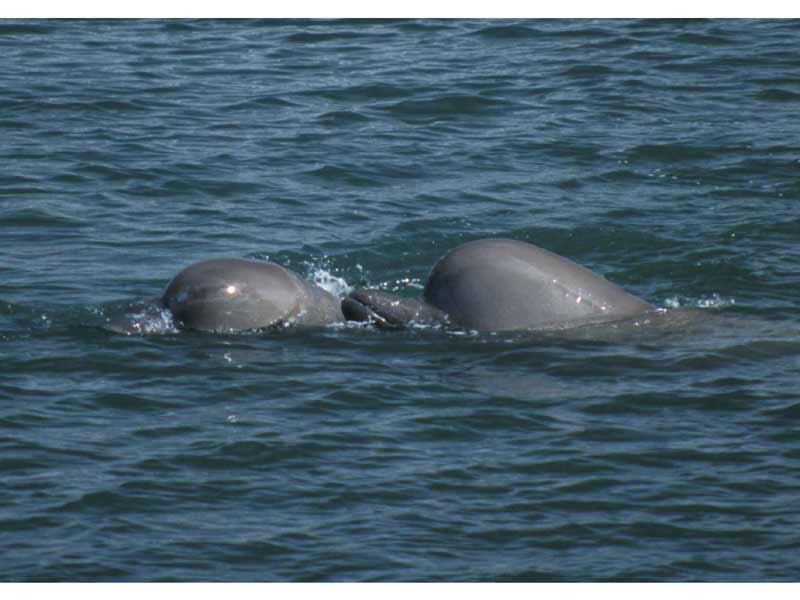 The heads of a pair of Northern bottlenose whales.