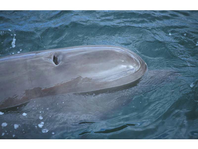 The head and blowhole of a northern bottlenose whale.