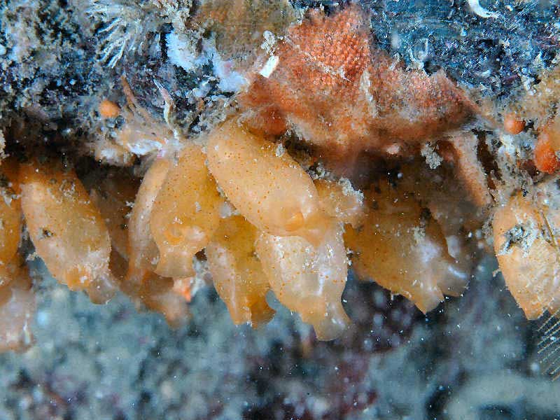 Stolonica socialis at Stoke Point.