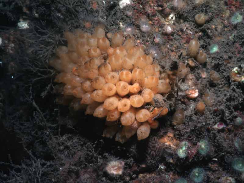 Colony of Stolonica socialis