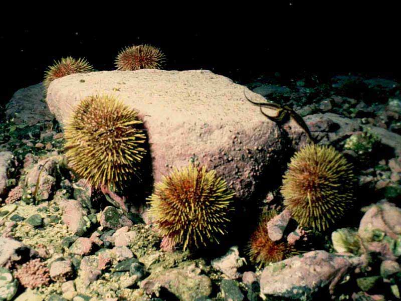 Small group of individuals on rocky substratum