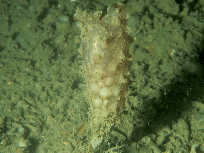 Styela clava attached to rock. Firestone Bay, Plymouth.
