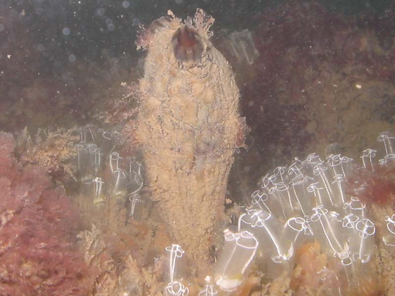 Styela clava with Clavelina lepadiformis growing on a marina pontoon.