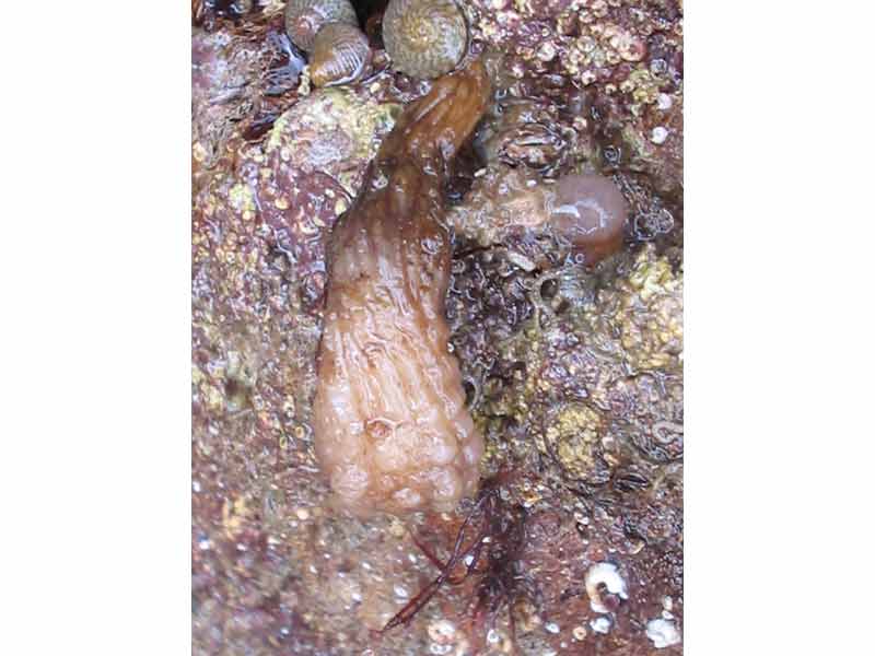 Styela clava under boulder on shore.