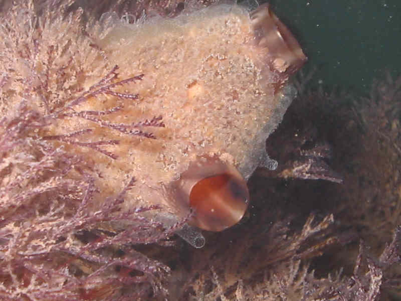 Diplosoma spp. growing on Styela clava with adjacent Bugula neritoides, an invasive bryozoan.