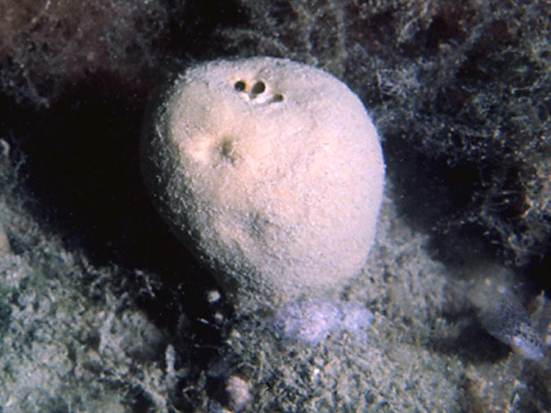 description of Suberites domuncula - Hermit crab sponge