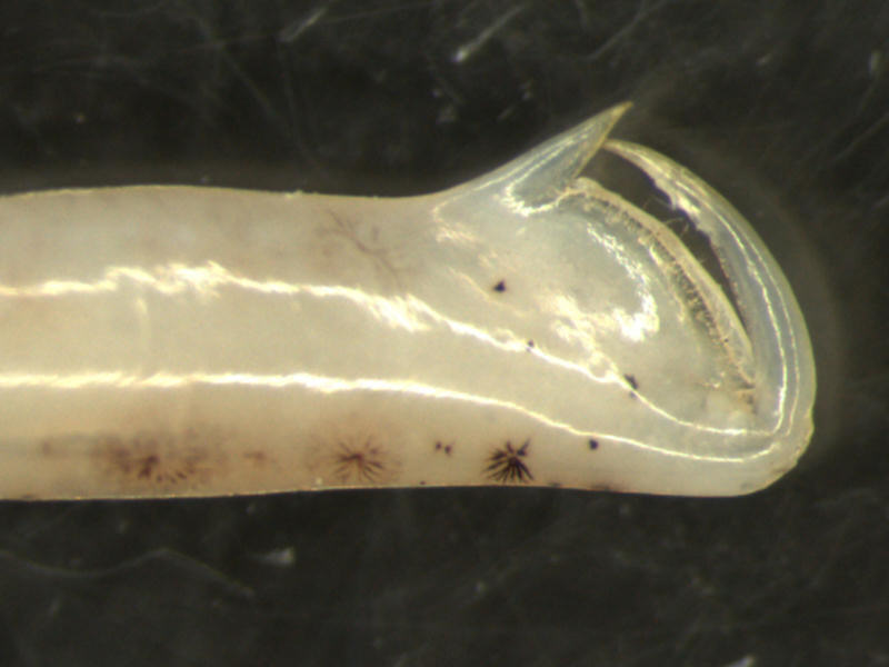Image: Extreme end of the first walking leg (pereiopod) of Crangon crangon. The last segment (dactyl) hinges on the second-to-last segment (propodus).
