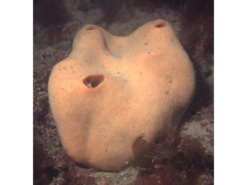 Sulphur sponge with large exhalent oscula.