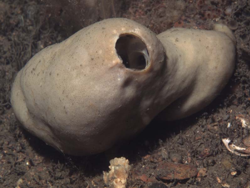 Sulphur sponge with large exhalent oscula.