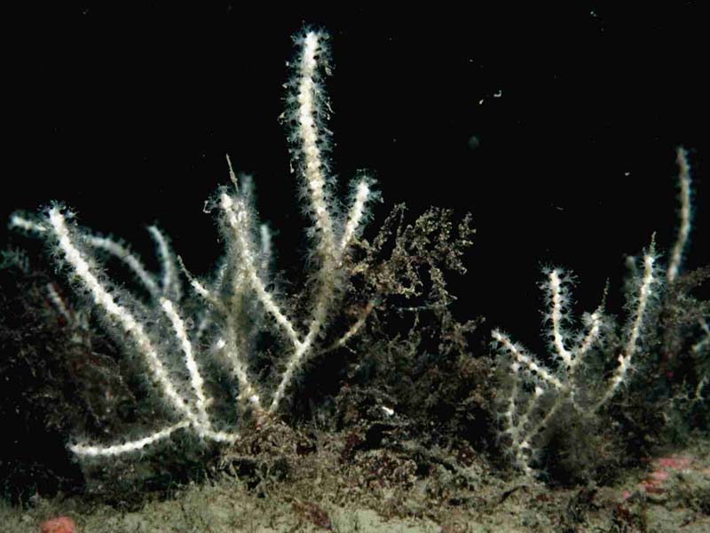 A group of sea fans.