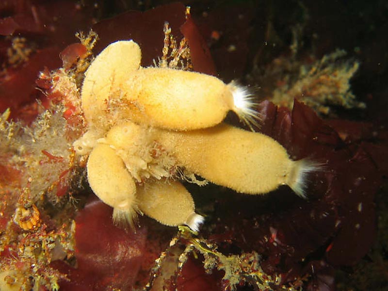Sycon ciliatum in Lyme Bay, Devon.