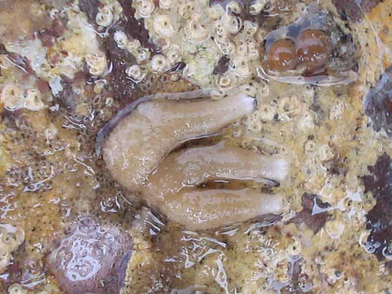 Clump of Sycon ciliatum attached to rock.