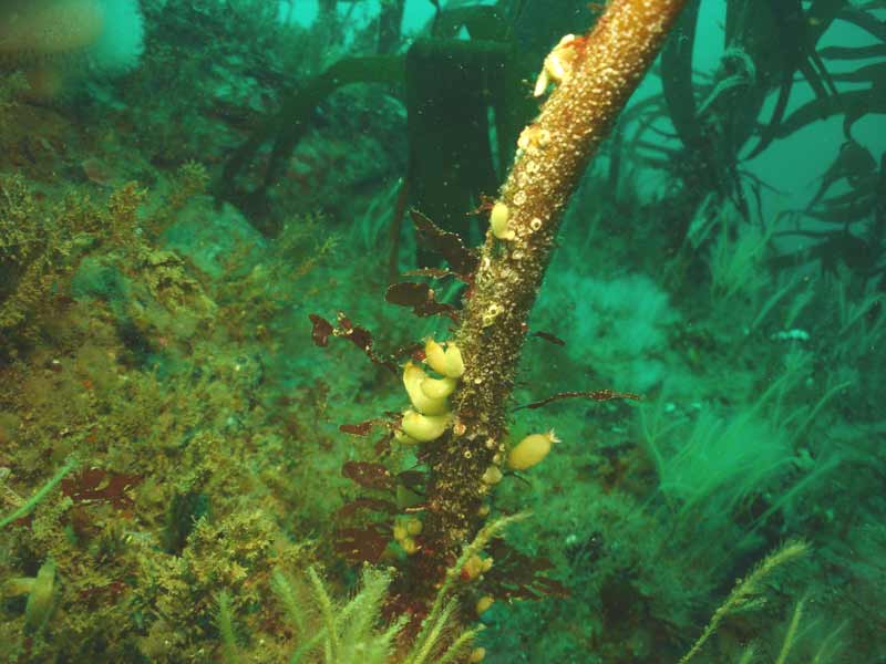 Sycon ciliatum on some kelp.