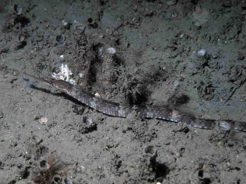 Image: Syngnathus acus, the greater pipefish, swimming along the seabed at 20 m depth.