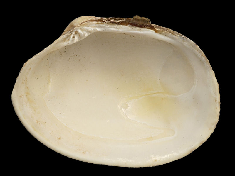 Internal view of Ruditapes decussatus valve.