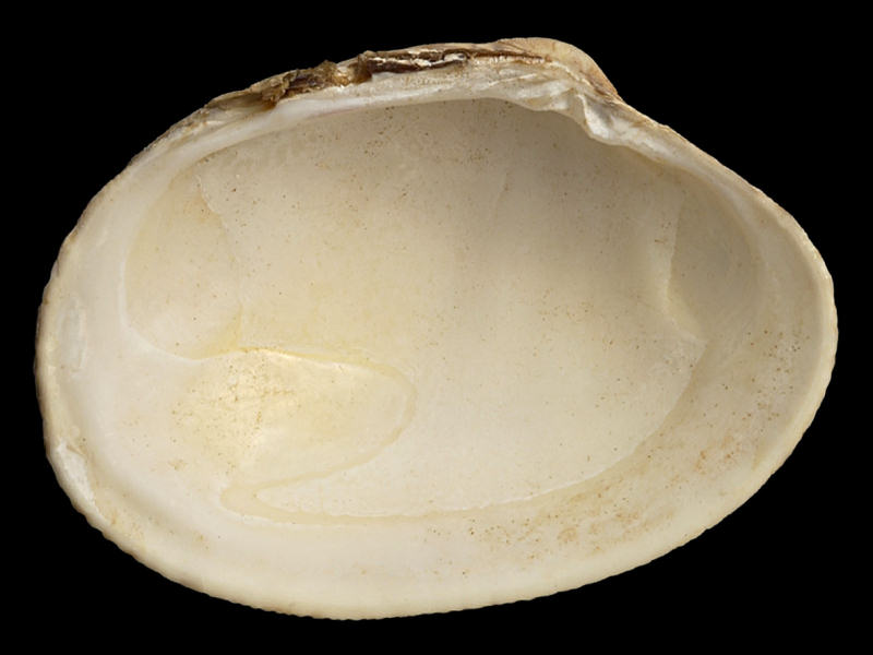 Internal view of Ruditapes decussatus valve.