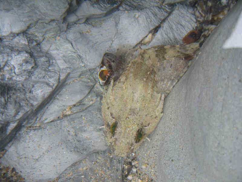 Long-spined sea scorpion, Taurulus bubalis, camouflaged in a rock pool.