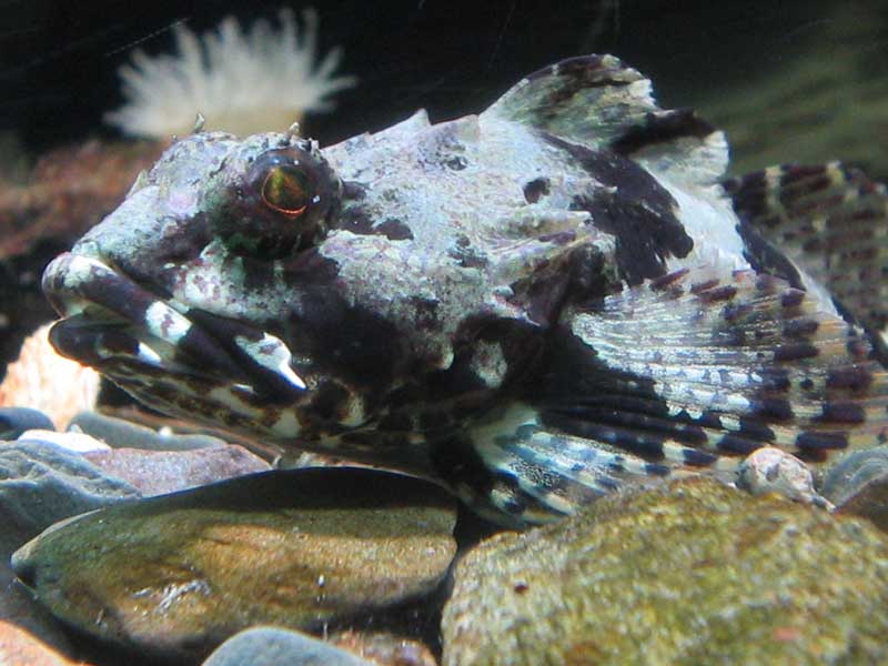 Black and white head of Taurulus bubalis.