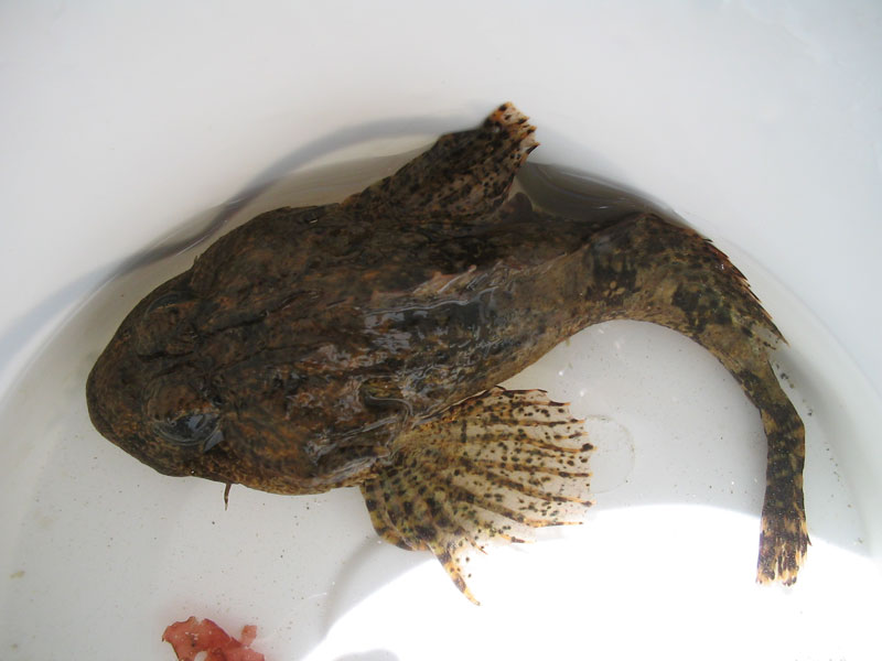 Dorsal view of brown Taurulus bubalis showing its long spine.