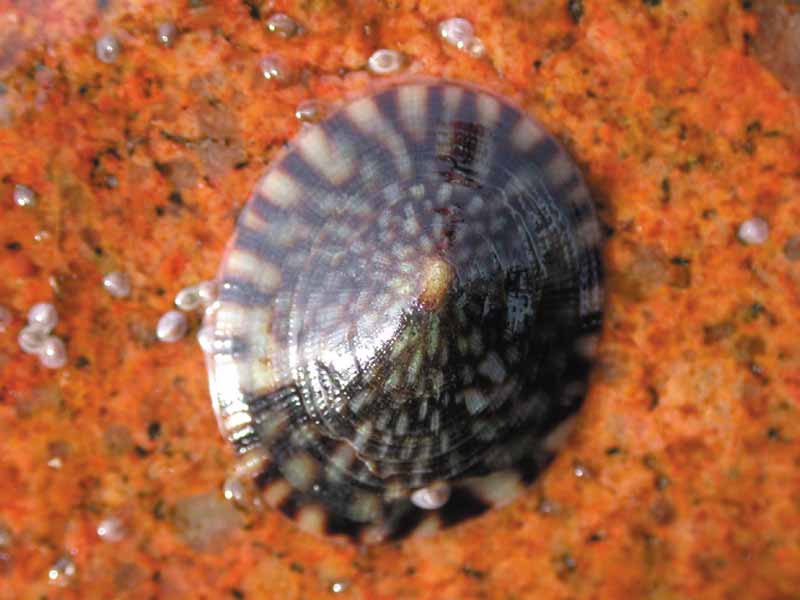 The limpet Tectura testudinalis.