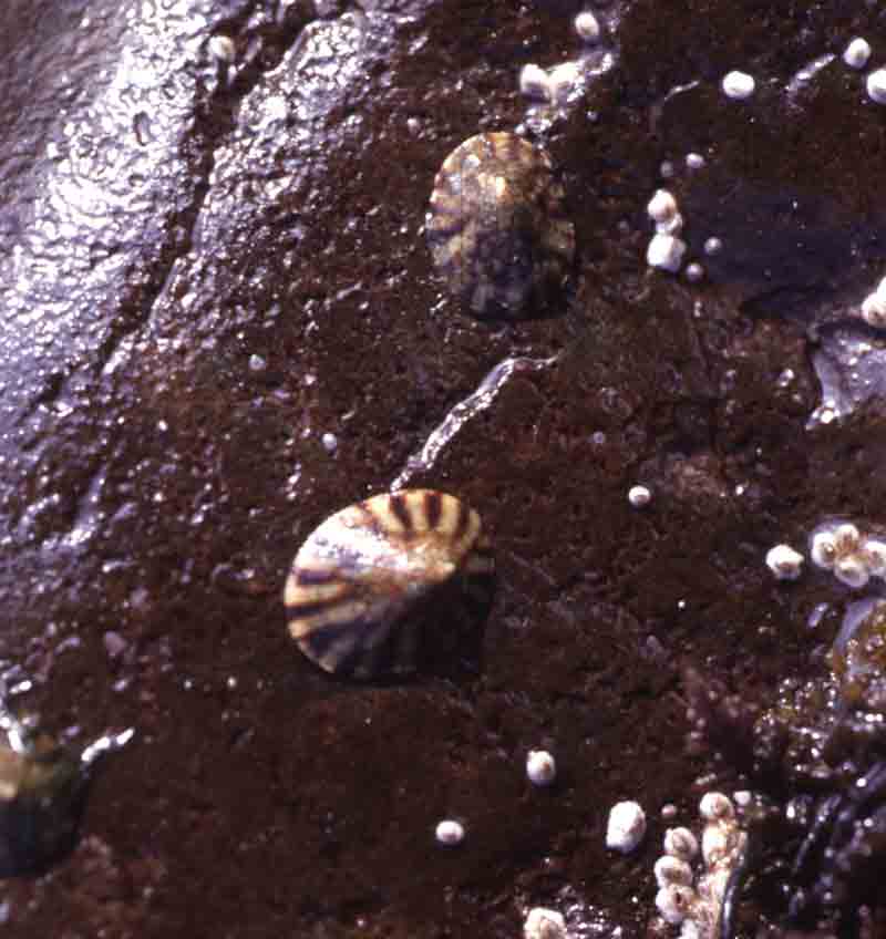 Common tortoiseshell limpet on stones at low water in Scotland.