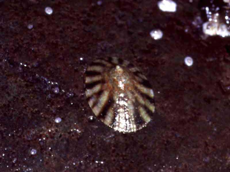 Tortoiseshell limpet, Tectura testudinalis.