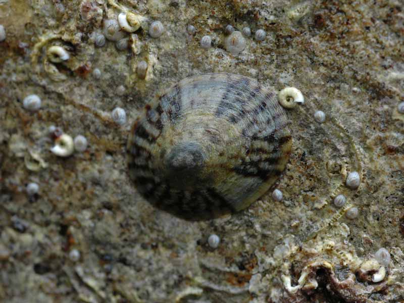 Tectura testudinalis on a rock.