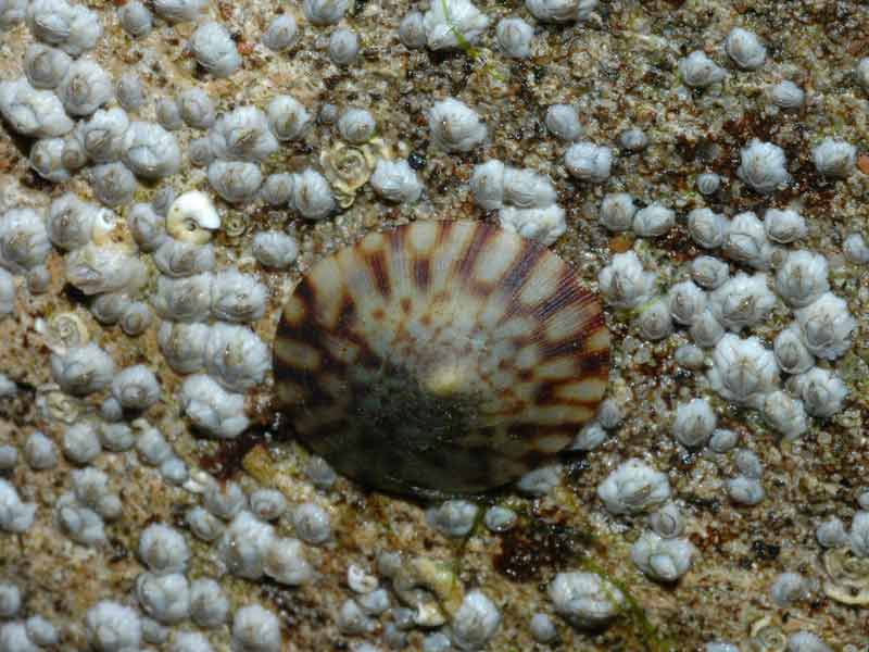 Image: Tectura testudinalis on a barnacle covered rock.