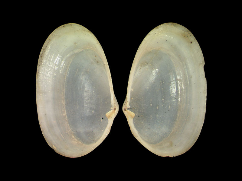 Internal view of Tellimya ferruginosa valves.