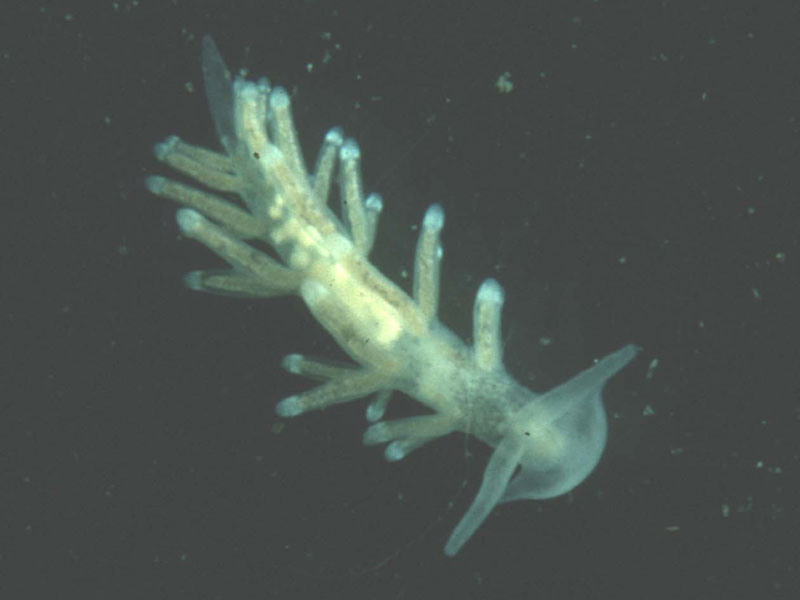 Tenellia adspersa