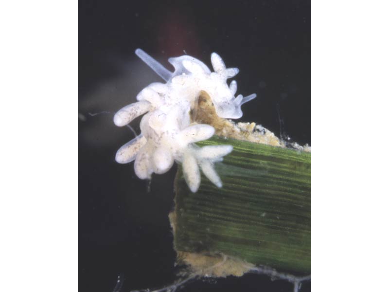 Two animals crawling on  Zostera and Obelia.