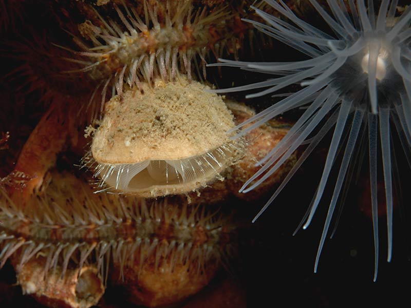 Terebratulina retusa amongst Ophiothrix fragilis arms at Loch Duich, West Scotland.