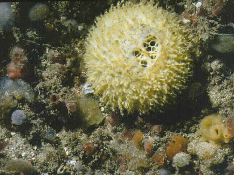 Tethya aurantium, the golf ball sponge.